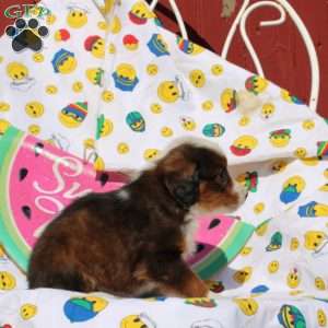Fisher, Mini Bernedoodle Puppy